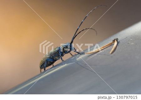 Monochamus sutor beetle, closeup portrait 130797015