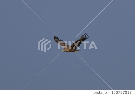 Adult White-tailed eagles in flight. 130797018