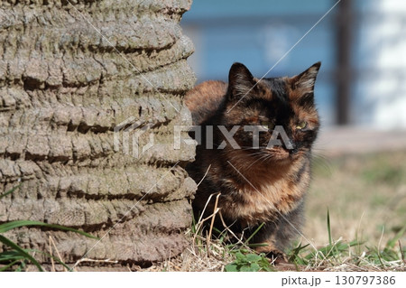 見つめる猫 130797386