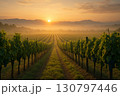 Lush vineyard landscape at sunrise with mist and rolling hills in the background 130797446