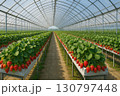 Lush strawberry plants in greenhouse with vibrant red fruit and rows of green leaves 130797448
