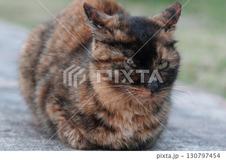 見つめる猫 130797454