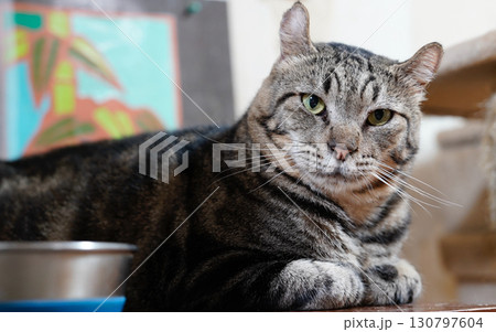 くつろぐ猫 130797604