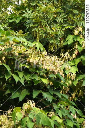 2025年㋇のアオギリ 130797826