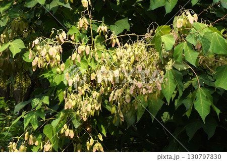 2025年㋇のアオギリ 130797830