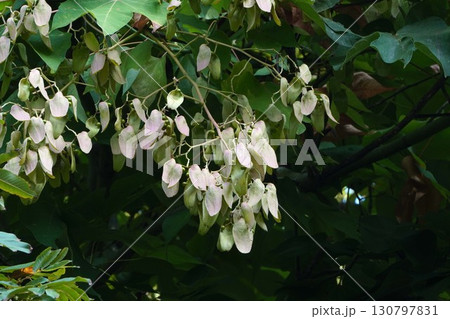 2025年㋇のアオギリ 2025年㋇のアオギリ 130797831