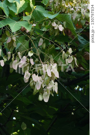 2025年㋇のアオギリ 130797834