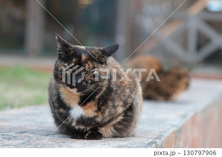 振り向く猫 130797906