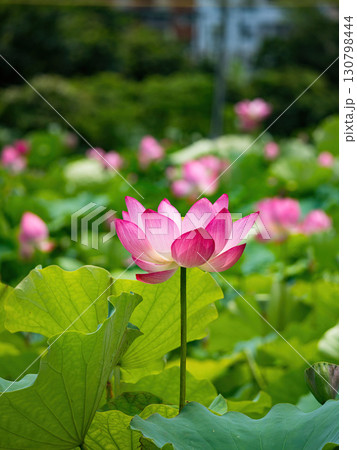 The Lotus Flower.Background is the lotus leaf and lotus flower and tree. The Lotus Flower.Background is the lotus leaf and lotus flower and tree. 130798444
