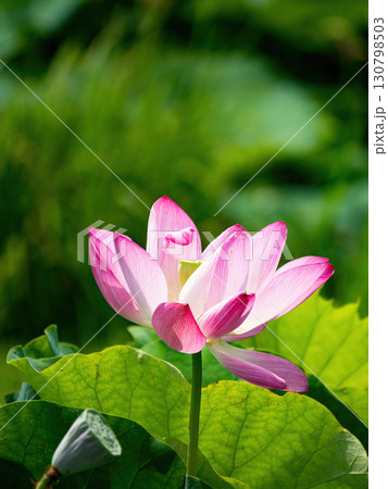 The Lotus Flower.Background is the lotus leaf and lotus flower and tree. 130798503