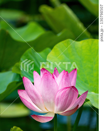The Lotus Flower.Background is the lotus leaf and lotus flower and tree. The Lotus Flower.Background is the lotus leaf and lotus flower and tree. 130798507