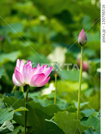 The Lotus Flower.Background is the lotus leaf and lotus flower and tree. The Lotus Flower.Background is the lotus leaf and lotus flower and tree. 130798516