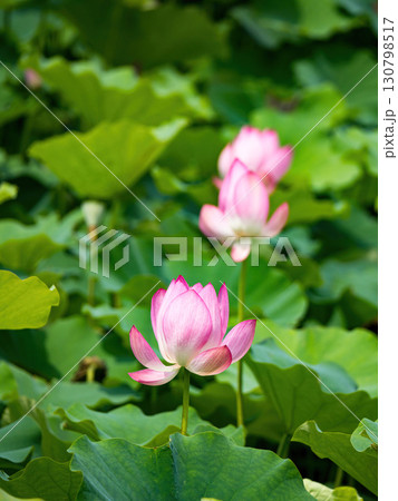 The Lotus Flower.Background is the lotus leaf and lotus flower and tree. The Lotus Flower.Background is the lotus leaf and lotus flower and tree. 130798517