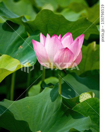 The Lotus Flower.Background is the lotus leaf and lotus flower and tree. 130798519