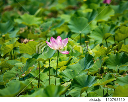 The Lotus Flower.Background is the lotus leaf and lotus flower and tree. The Lotus Flower.Background is the lotus leaf and lotus flower and tree. 130798530