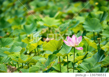 The Lotus Flower.Background is the lotus leaf and lotus flower and tree. 130798531