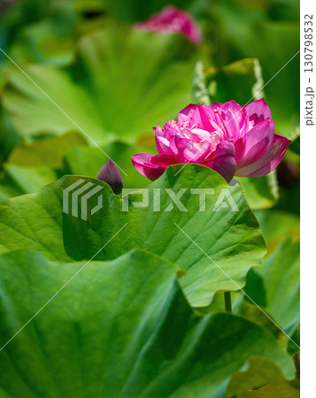 The Lotus Flower.Background is the lotus leaf and lotus flower and tree. 130798532