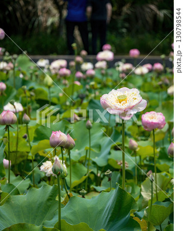 The Lotus Flower.Background is the lotus leaf and lotus flower and tree. 130798544