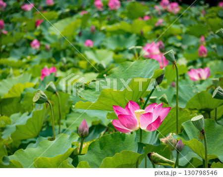 The Lotus Flower.Background is the lotus leaf and lotus flower and tree. 130798546
