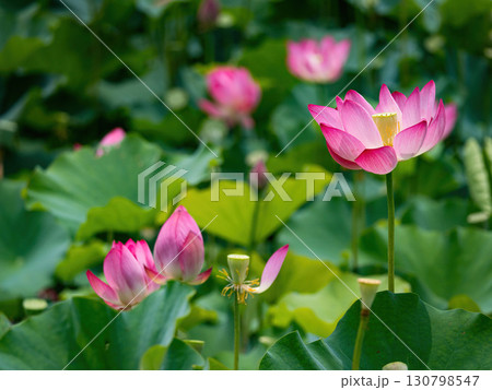 The Lotus Flower.Background is the lotus leaf and lotus flower and tree. 130798547