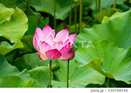 The Lotus Flower.Background is the lotus leaf and lotus flower and tree. The Lotus Flower.Background is the lotus leaf and lotus flower and tree. 130798548