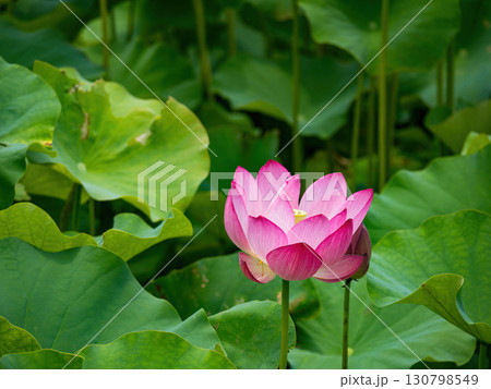 The Lotus Flower.Background is the lotus leaf and lotus flower and tree. The Lotus Flower.Background is the lotus leaf and lotus flower and tree. 130798549