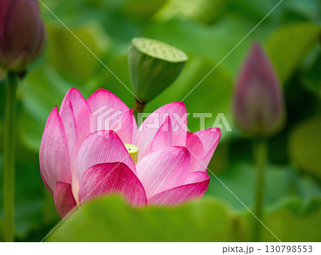 The Lotus Flower.Background is the lotus leaf and lotus flower and tree. 130798553