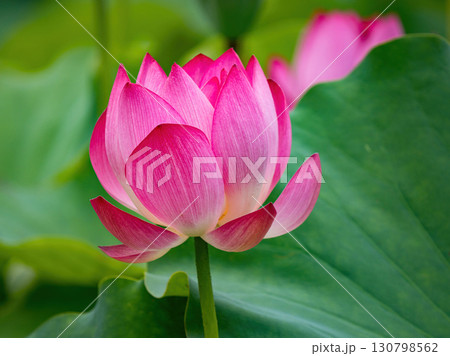 The Lotus Flower.Background is the lotus leaf and lotus flower and tree. The Lotus Flower.Background is the lotus leaf and lotus flower and tree. 130798562