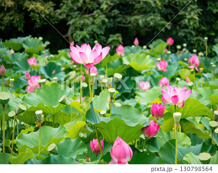 The Lotus Flower.Background is the lotus leaf and lotus flower and tree. The Lotus Flower.Background is the lotus leaf and lotus flower and tree. 130798564