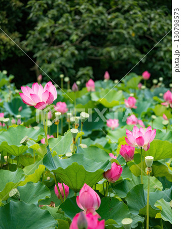 The Lotus Flower.Background is the lotus leaf and lotus flower and tree. 130798573