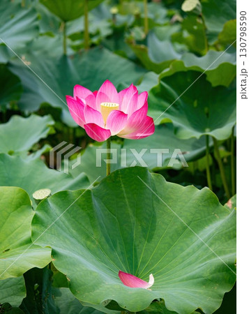 The Lotus Flower.Background is the lotus leaf and lotus flower and tree. The Lotus Flower.Background is the lotus leaf and lotus flower and tree. 130798590