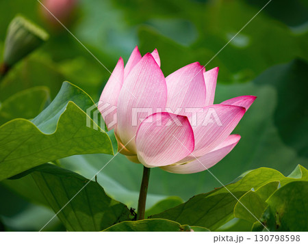 The Lotus Flower.Background is the lotus leaf and lotus flower and tree. The Lotus Flower.Background is the lotus leaf and lotus flower and tree. 130798598