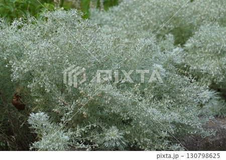 アサギリソウの花・2025年㋇ 130798625