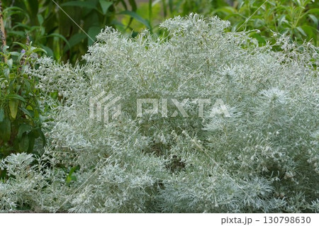 アサギリソウの花・2025年㋇ アサギリソウの花・2025年㋇ 130798630