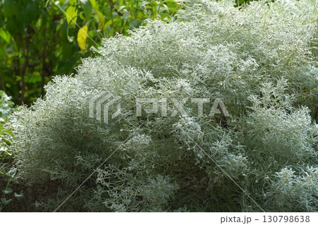 アサギリソウの花・2025年㋇ 130798638