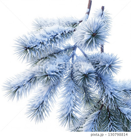 Snowy Pine Branch Against White Background with Sunlight Illuminating Winter Season 130798814