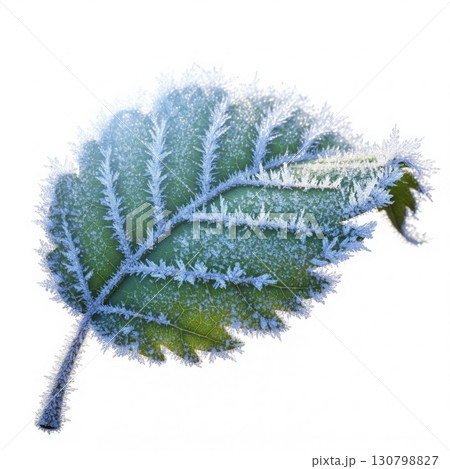 Green Leaf Covered in Ice Crystals on White Background Isolated 130798827