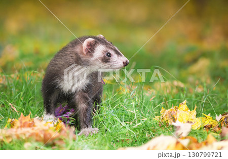 ferret in nature 130799721