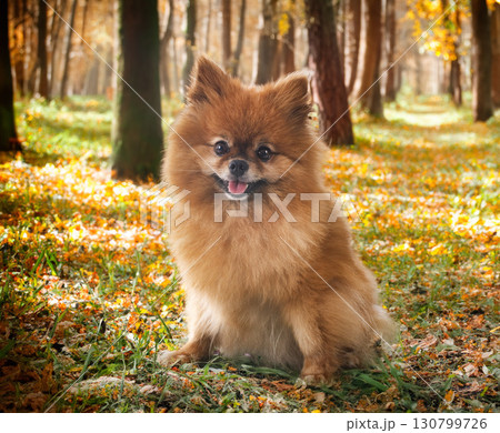 young pomeranian in nature young pomeranian in nature 130799726