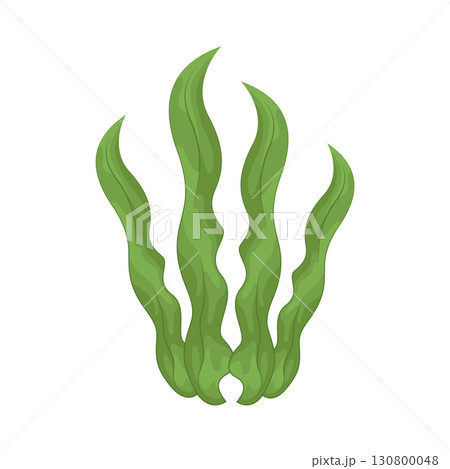 Illustration of seaweed Illustration of seaweed 130800048