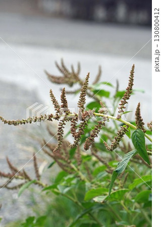 イヌビユの花穂・2025年㋇ イヌビユの花穂・2025年㋇ 130800412