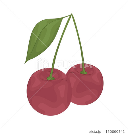 Illustration of cherry Illustration of cherry 130800541