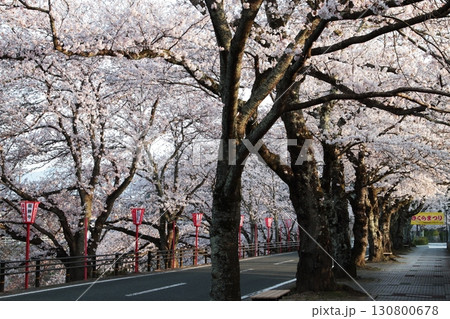 桜並木が続く道路 桜並木が続く道路 130800678