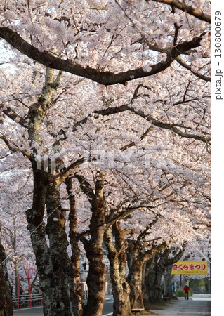 桜のトンネルを歩く 桜のトンネルを歩く 130800679