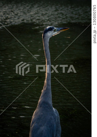 川を眺めるアオサギ 川を眺めるアオサギ 130800765
