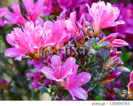 つつじのクローズアップ 130800783
