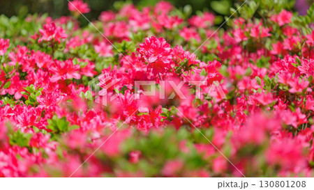 画像の中央部に焦点を定めて、新緑の季節のツツジの密集した複数のピンク色の花を撮影した写真 画像の中央部に焦点を定めて、新緑の季節のツツジの密集した複数のピンク色の花を撮影した写真 130801208