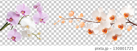 Delicate pink and white orchid blossoms gracefully arranged their petals falling elegantly against a clean transparent backdrop 130801725