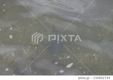 海中を泳ぐ魚 海中を泳ぐ魚 130802334