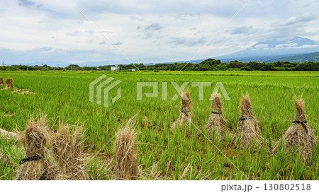 藁から見た富士案 藁から見た富士案 130802518